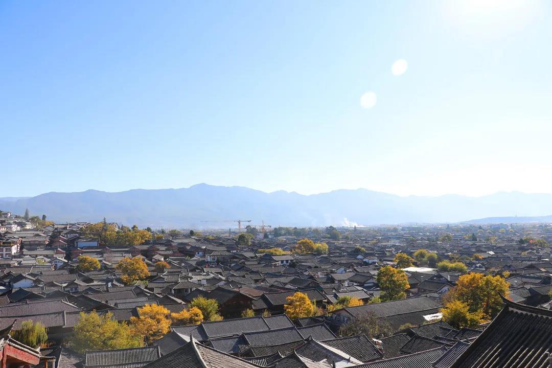 藏在麗江古城街頭巷尾的樹，一入冬就美成了畫