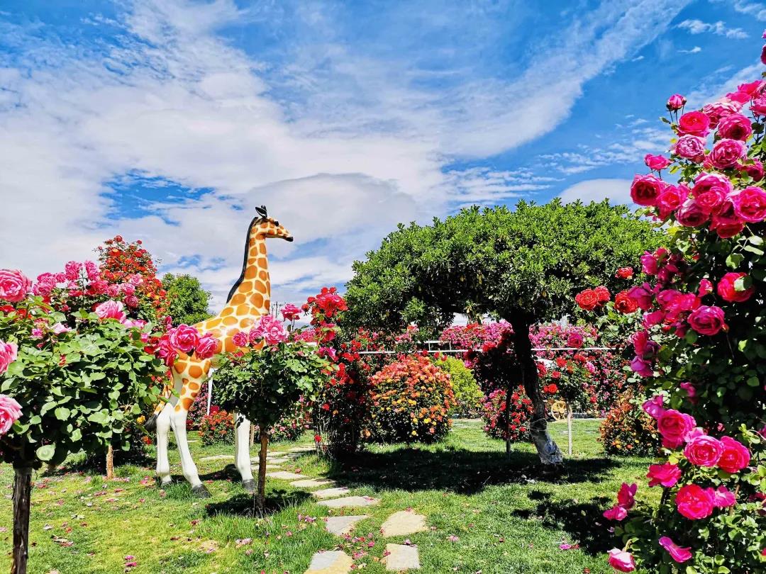 周末去哪兒？麗江這里花開成海，把園區(qū)打造成湖濱公園景區(qū)快來(lái)打卡！