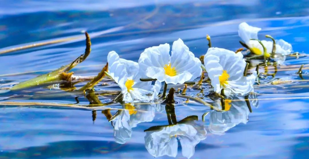 糟糕！瀘沽湖的“水性楊花”，讓我有了心動(dòng)的感覺！