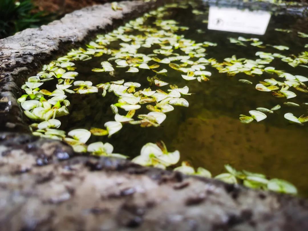 門前老槐又開花，七月來麗江古城這座百年老宅賞花聽雨
