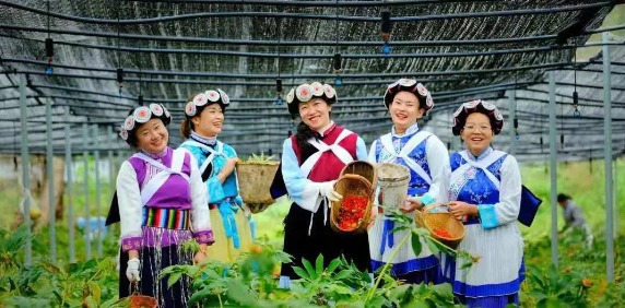 50000多畝洋芋花開！太安迎來一年中的最美季節(jié)~