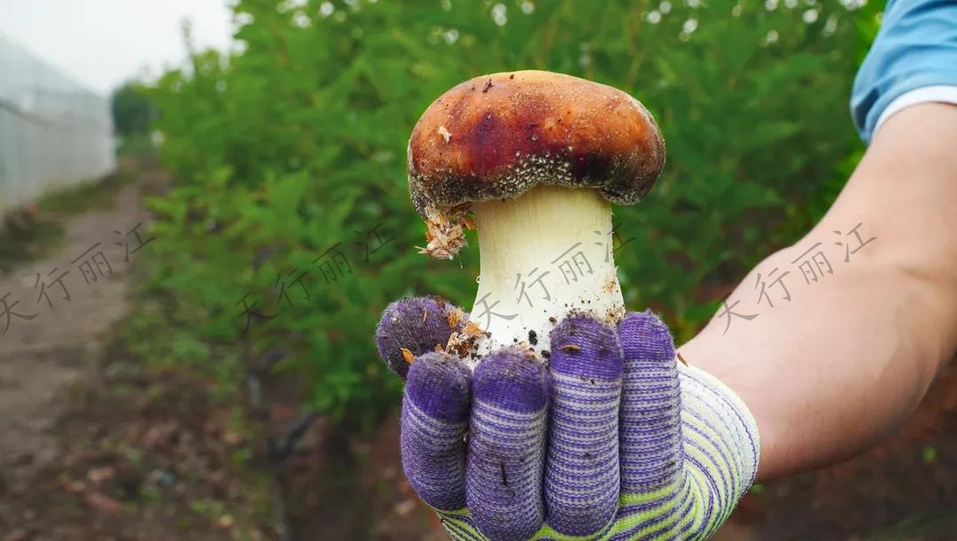 距離城區(qū)不到20分鐘！竟藏著一處可以采菌子的
