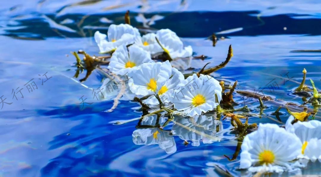 這個夏天一定要來麗江，看一次“水性楊花”