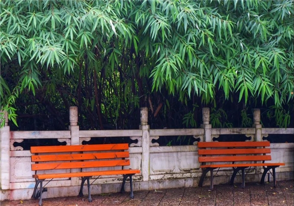 煙雨繚繞，黑龍?zhí)杜c詩平分秋色