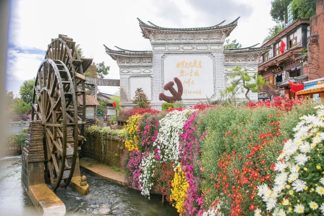 麗江傳媒，萬(wàn)朵菊花簇?fù)睇惤懦?！中秋時(shí)節(jié)快來(lái)賞菊！