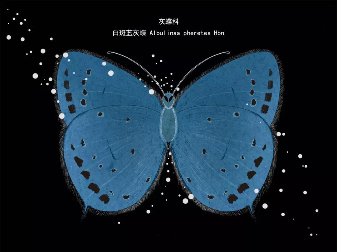 麗江傳媒公司：什么是玉龍雪山生物多樣性之美？且看這一只只“會飛的花朵”