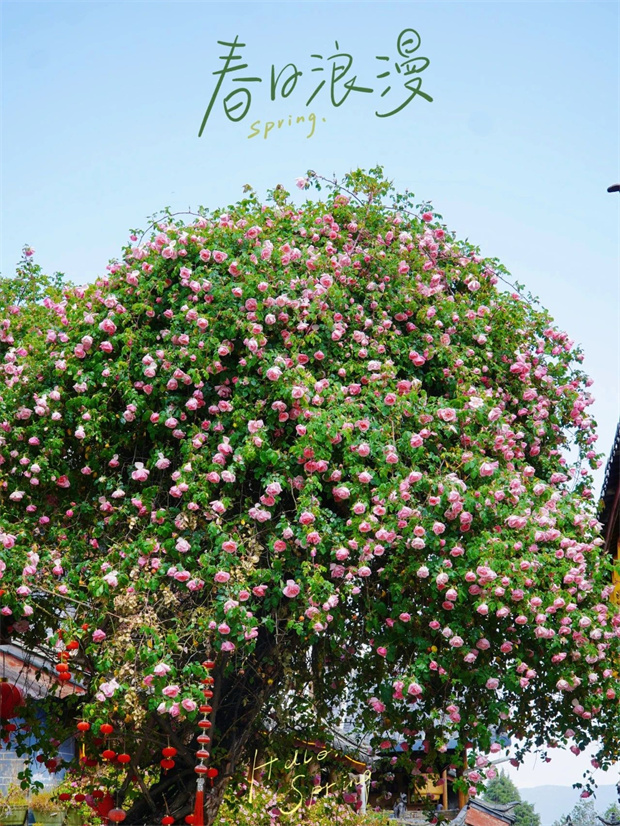 云南旅游,云南旅行社,云南團(tuán)建公司,云南會議公司,云南策劃公司,麗江旅游,麗江旅行社,麗江團(tuán)建公司,麗江策劃公司,麗江會議公司：一季芳華，半城詩畫，麗江古城的薔薇開了