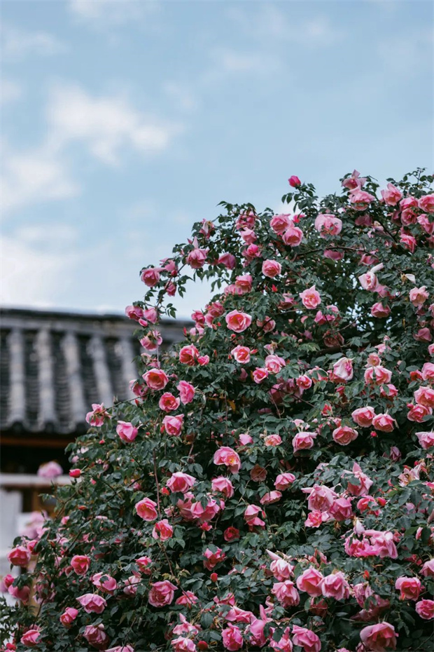 云南旅游,云南旅行社,云南團(tuán)建公司,云南策劃公司,云南會議公司,麗江旅游,麗江旅行社,麗江團(tuán)建公司,麗江策劃公司,麗江會議公司：一藤成景、孤株成林，有種幾乎接近于完美的花叫“麗江之路”